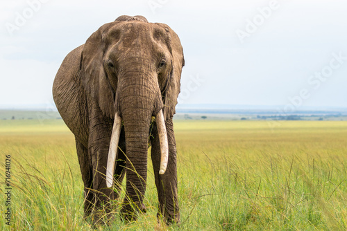Elephant ( Loxodonta Africana) looking at the camera, Olare Motorogi Conservancy, Kenya. photo