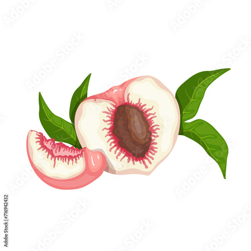 A piece of ripe, juicy peach and nectarine fruit. Vector graphics.