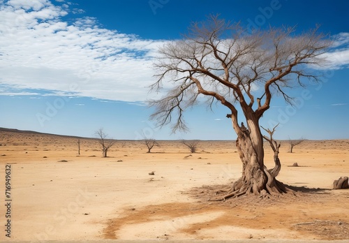 Climate change withered tree and dry earth