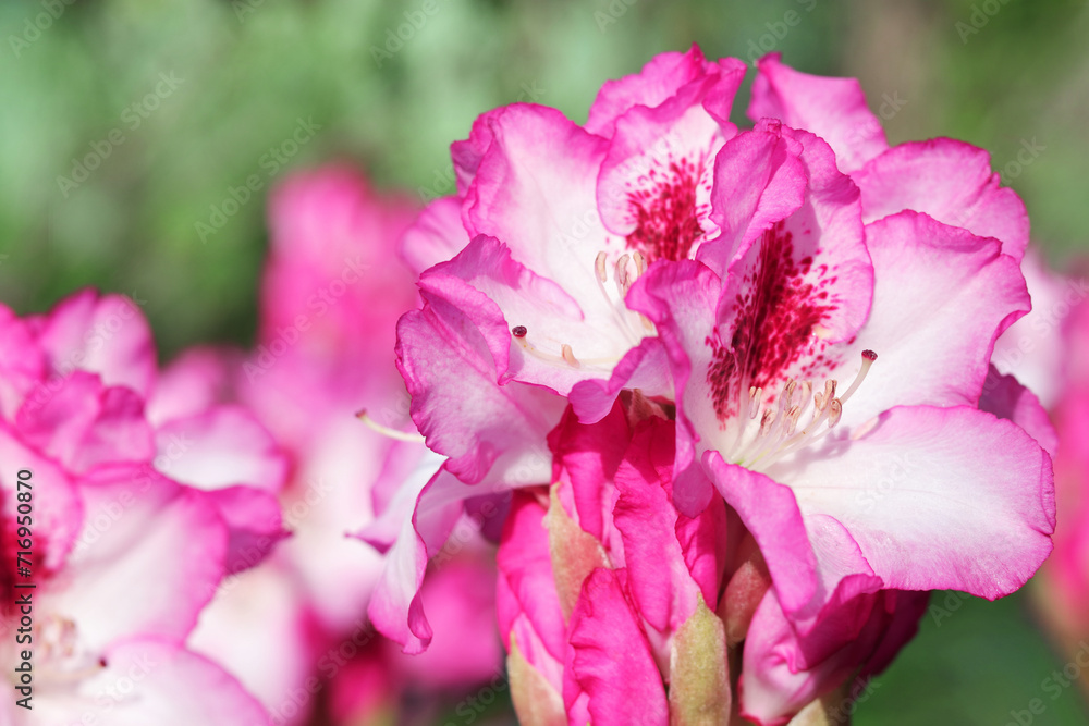 Rhododendron blooming flowers in the spring garden. Pacific rhododendron. Pink California rosebay. Evergreen shrub. Hybrid Pontic Rhododendron in springtime. Spring flower. Pink Flower petals Rhododendron blooming flowers in the spring garden. Pacific rhododendron. Pink California rosebay. Evergreen shrub. Hybrid Pontic Rhododendron in springtime. Spring flower. Pink Flower petals