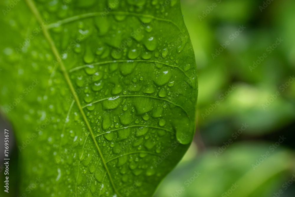 Dew on the leaves Dew on the leaves