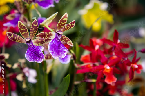 Zygopetalum Orchid. Fragrant flowers. Popular orchid flowers. Purple orchid flower