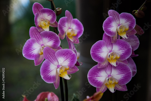 Doritaenopsis. Phalaenopsis. Purple orchid on black background