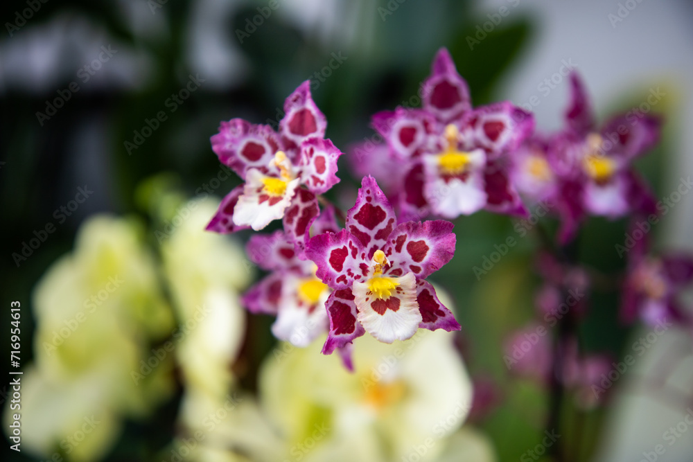 Oncidium. Wilsonara Mivadeal Provence