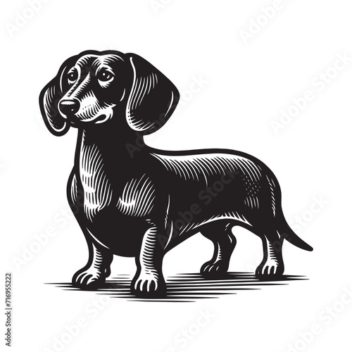 Dachshund dog. Vintage black engraving illustration. Icon, logo, emblem. Isolated object