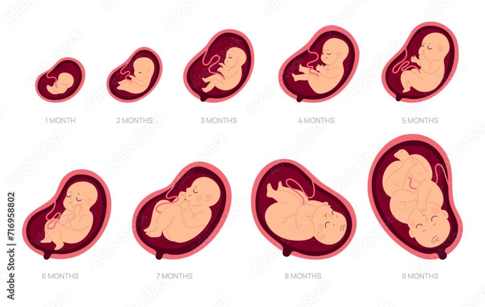 Pregnancy stages. Fetal foetus development process, human embryo growth for nine months, medical education and health, reproduction gynecology poster, cartoon isolated garish vector set - obrazy, fototapety, plakaty 