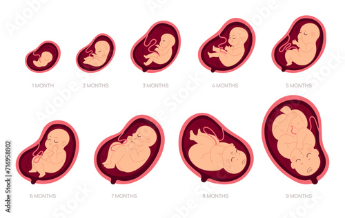 Pregnancy stages. Fetal foetus development process, human embryo growth for nine months, medical education and health, reproduction gynecology poster, cartoon isolated garish vector set photo