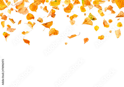 autumn maple leaf isolated png overly on white background