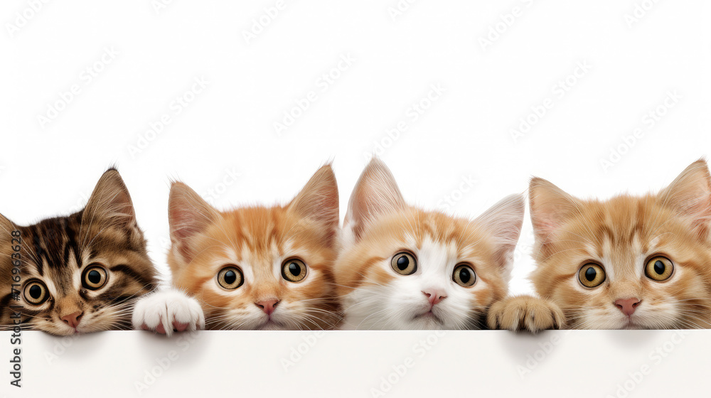 A row of ginger kittens look behind a white board.