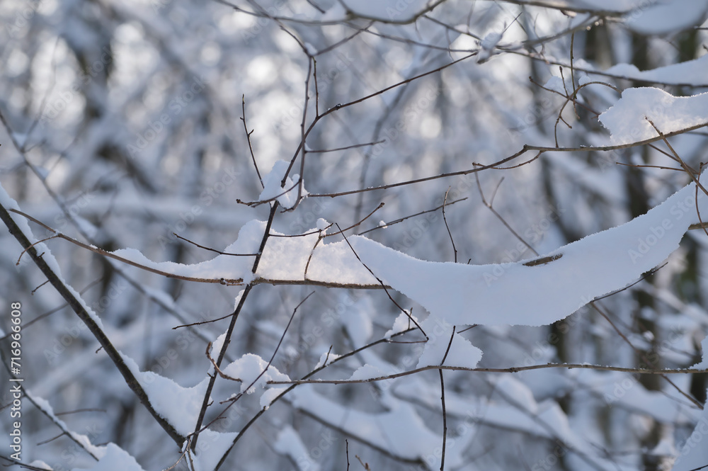 Trees, branches covered with snow, details in a snowy landscape Trees, branches covered with snow, details in a snowy landscape