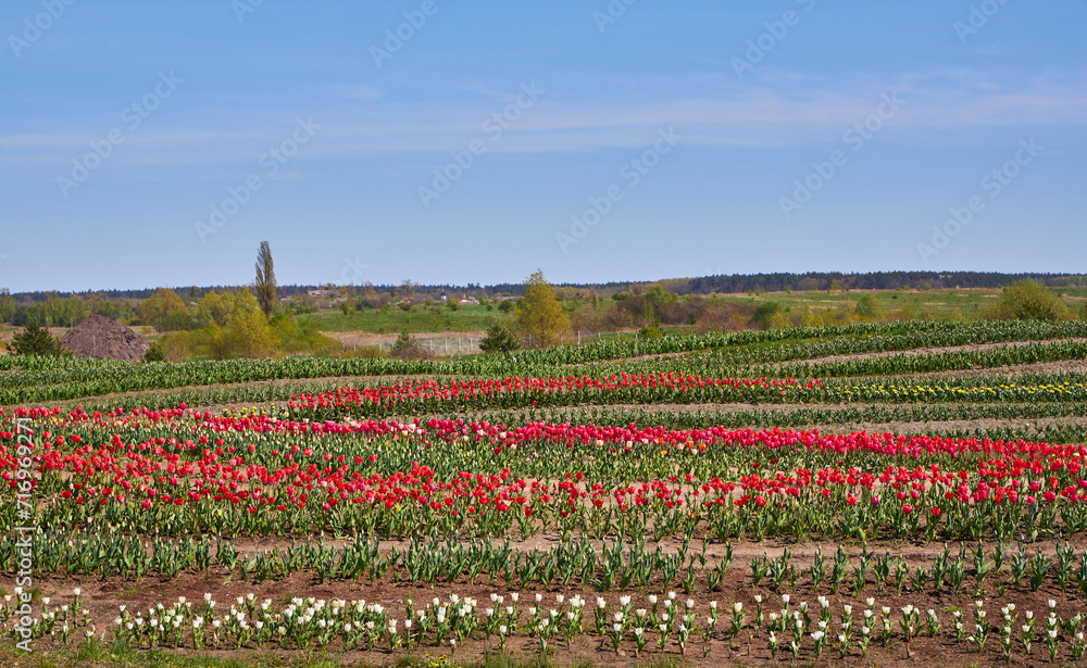 Rows of colorful tulips at flower farm