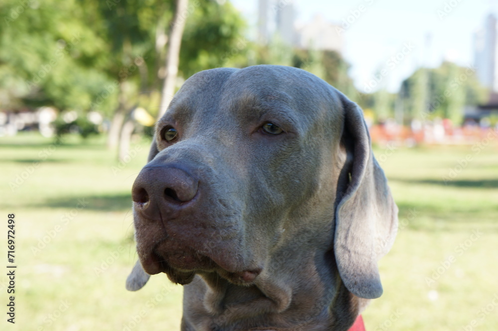 retrato en primer plano de perro de raza weimaraner o braco de Weimar, mirada astuta, perro guardián