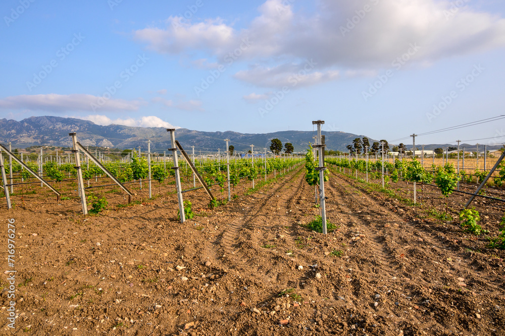Spring vineyards in Greece. Kos island, Dodecanese Spring vineyards in Greece. Kos island, Dodecanese