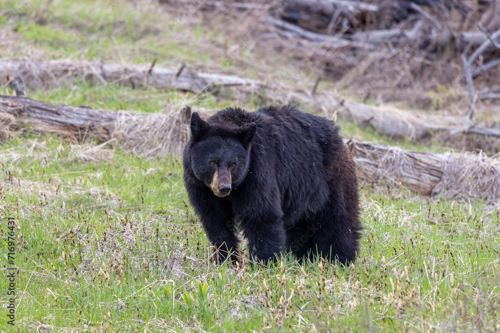 Black Bear in Springtime in Yellowstone National Park Wyoming