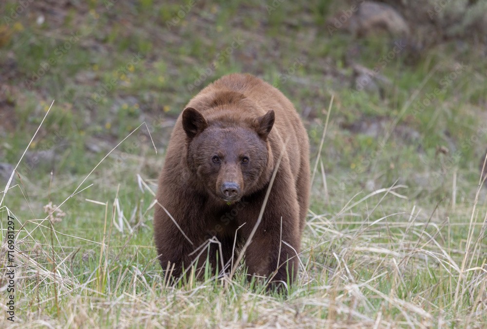 Black Bear in Springtime in Yellowstone National Park Wyoming Black Bear in Springtime in Yellowstone National Park Wyoming