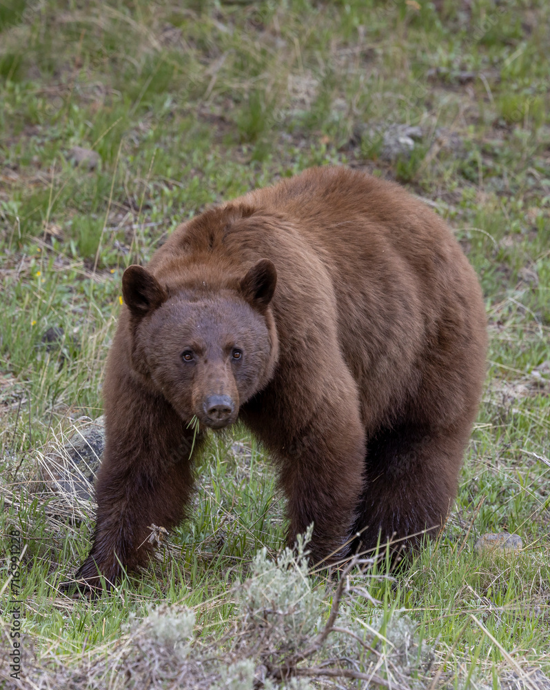 Black Bear in Springtime in Yellowstone National Park Wyoming Black Bear in Springtime in Yellowstone National Park Wyoming