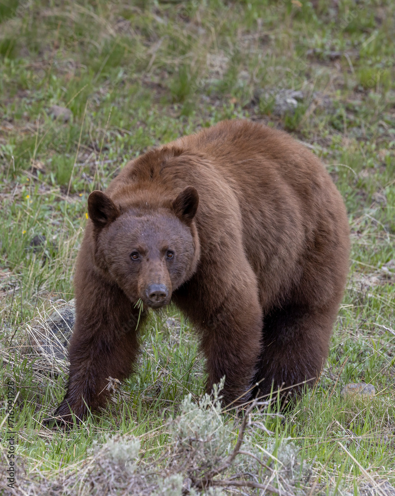 Black Bear in Springtime in Yellowstone National Park Wyoming