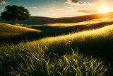 field of wheat. AI generated