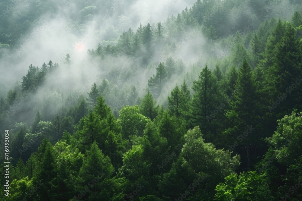 A view of a forest covered in fog. Perfect for creating a mysterious and atmospheric setting.