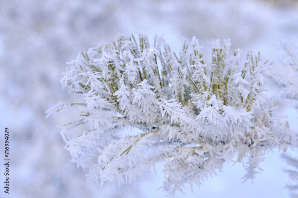 Green branches of the spruce and needles are covered with snow crystals and frost after severe winter frosts.