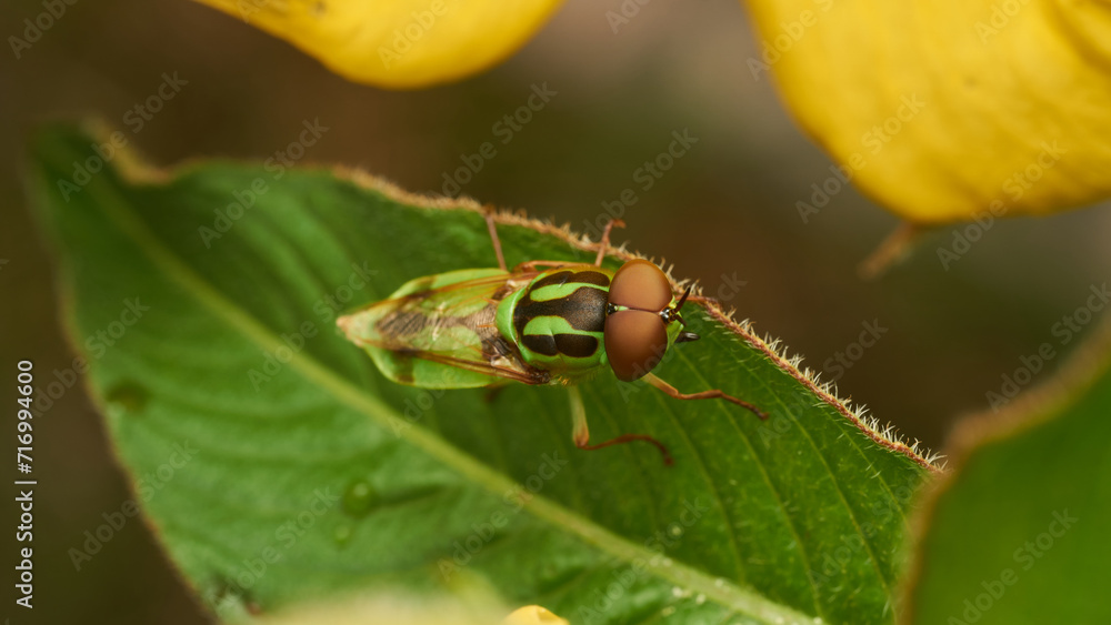 Green soldier fly perched on a leaf Hedriodiscus Pulcher Green soldier fly perched on a leaf Hedriodiscus Pulcher
