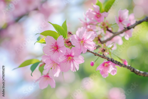 cherry blossom sakura flower in spring season, nature background