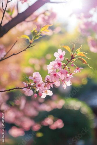 cherry blossom sakura flower in spring time, nature background