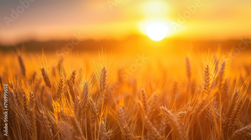 field of wheat during sunset  summer landscape