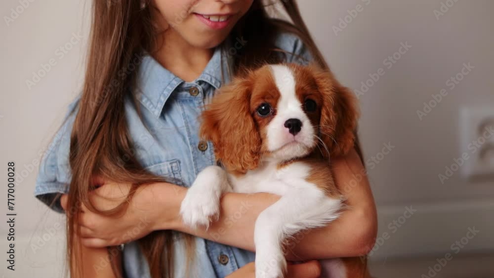 Girl hugs a cute Cavalier King Charles Spaniel puppy, given to her for the holiday, close-up. New owner hugs his pet. Girl hugs a cute Cavalier King Charles Spaniel puppy, given to her for the holiday, close-up. New owner hugs his pet.
