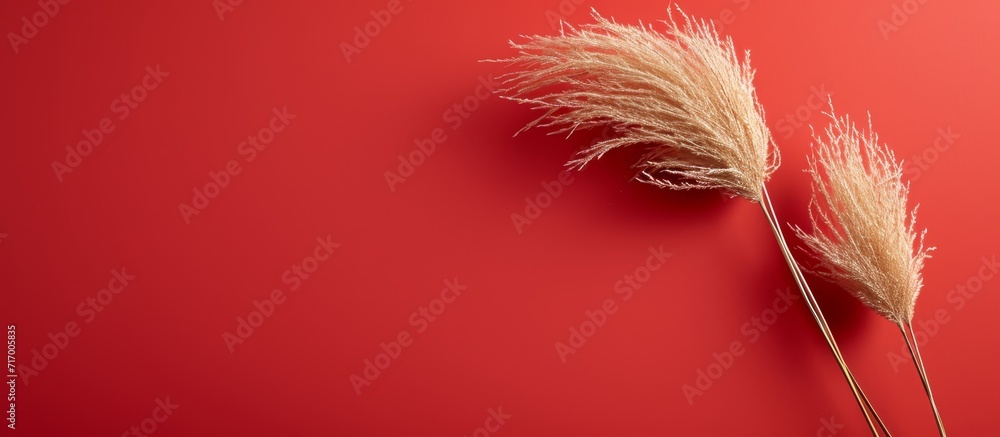 Red background with dried rabbit tail grass and blank copy space, perfect for luxury invitations or business cards.
