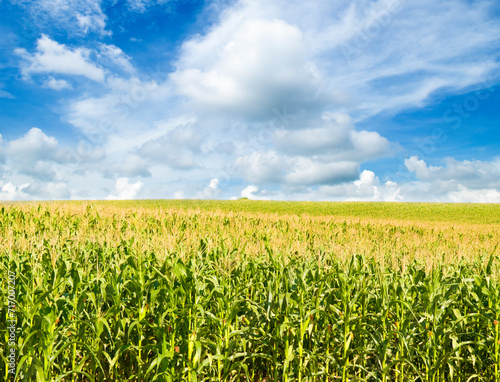 Green field of corn and blue sky.