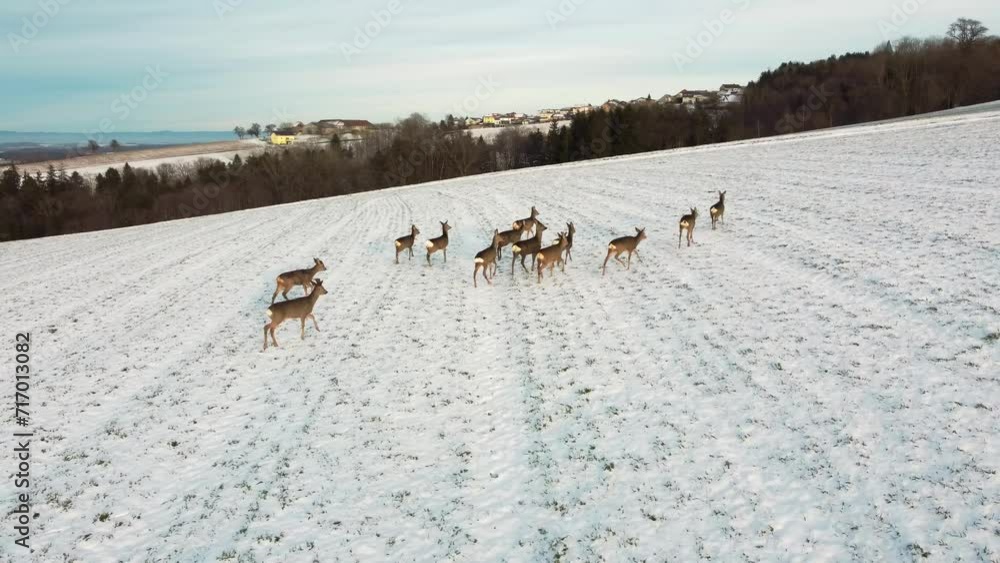 drone shot of a herd of deer running across a snow-covered field in Austria drone shot of a herd of deer running across a snow-covered field in Austria