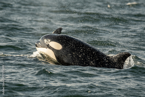 Killer whale surfaces next to mum