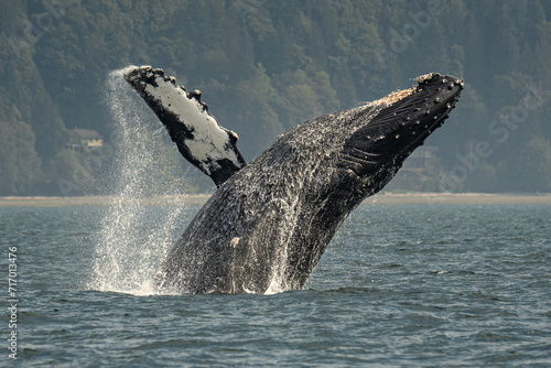 Humpback whale back breach photo