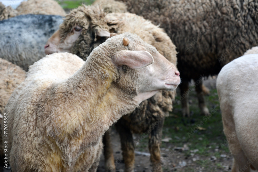 Several sheep are grazing on the grass in a pen Several sheep are grazing on the grass in a pen