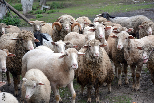 Several sheep are grazing on the grass in a pen