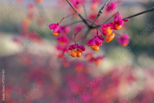 barberry close-up, beautiful autumn bright background for wallpaper and for designer blank