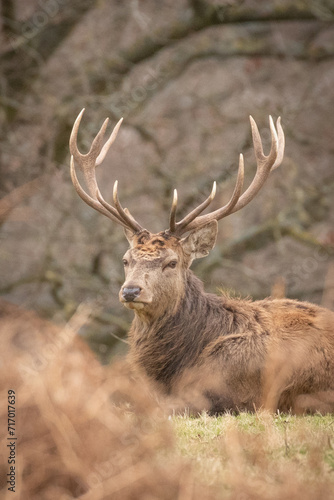 deer in the country park 