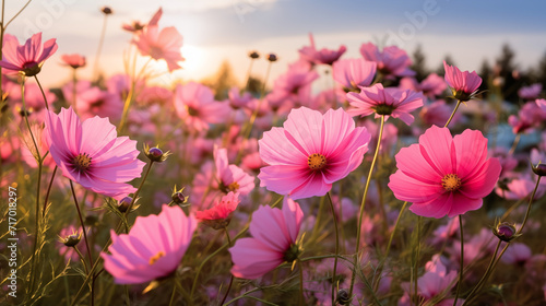 pink flowers in the field