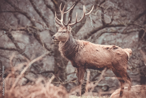 deer in the country park 