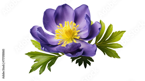 Aconite flower isolated on a transparent background photo