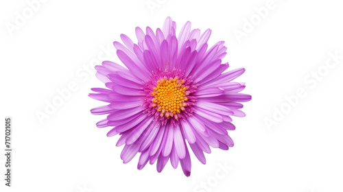 Aster flower isolated on a transparent background