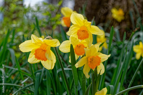 Fototapeta Naklejka Na Ścianę i Meble -  Cluster of daffodils closeup view