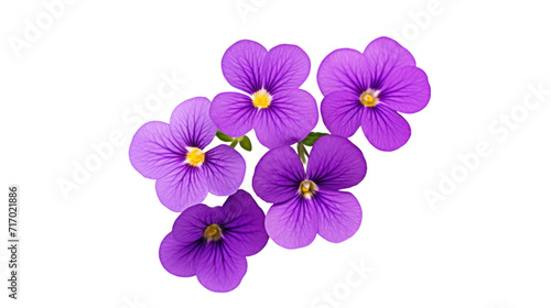 Aubrieta flower isolated on a transparent background