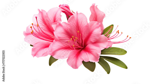 Azalea isolated on a transparent background