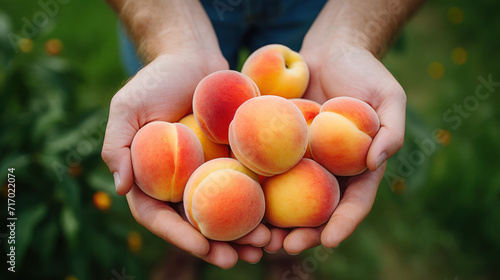 Ripe Peaches fruit holding by woman hand.