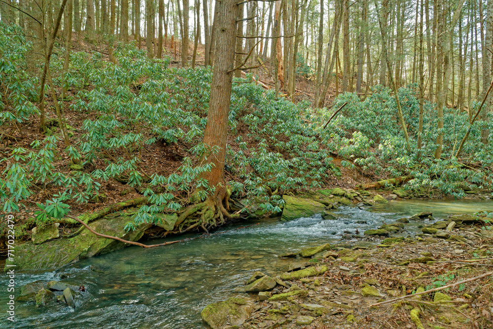Obraz premium Tree with exposed roots along the creek