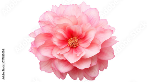Belle Amour flower isolated on a transparent background photo
