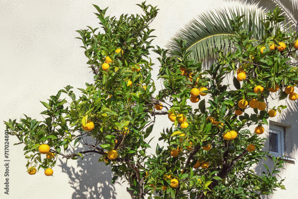 Branches of tangerine tree with fruit against old rustic wall of house