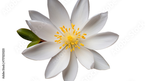 Bloodroot flower isolated on a transparent background